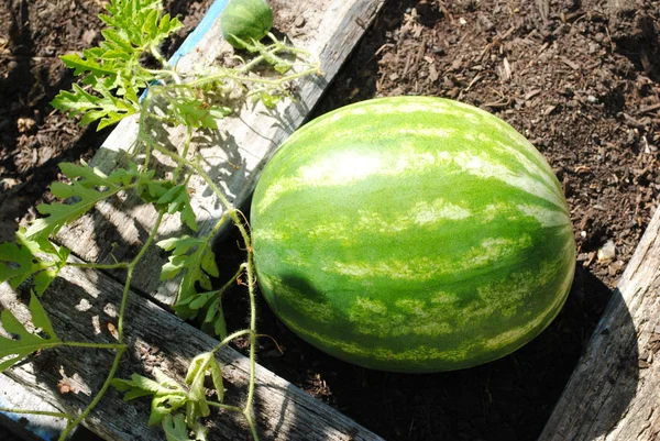 Wassermelone wächst im Garten im Hinterhof — Stockfoto