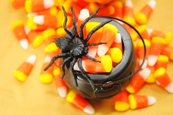 Schwarze Spinne auf einem Topf mit Zuckermais — Stockfoto