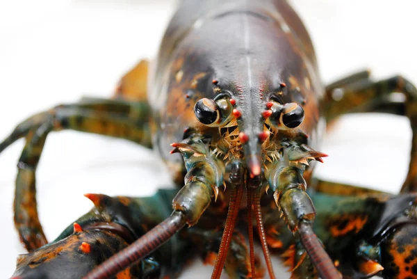 Close-up do rosto de uma lagosta viva — Fotografia de Stock
