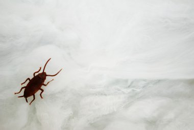 Bir örümcek ağı ile kopya alanı üzerinde tarama oyuncak Roach