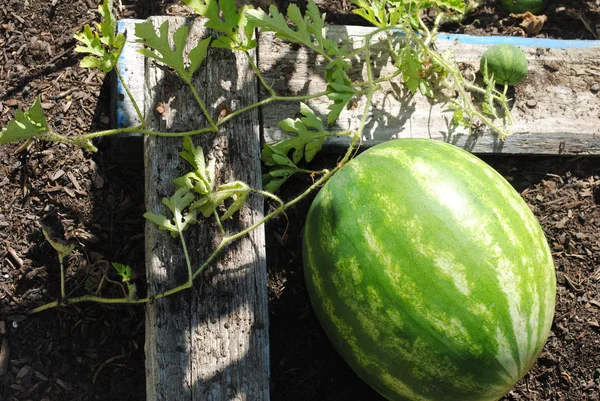 Pastèques d'été qui poussent dans un jardin — Photo