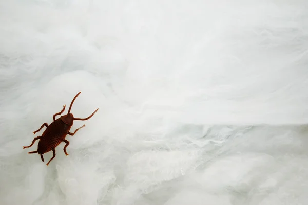 Toy Roach Crawling on a Spider Web with Copy Space — Stock Photo, Image