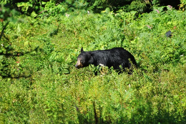 Vilda svart Björn betar i ett vilda blåbär — Stockfoto