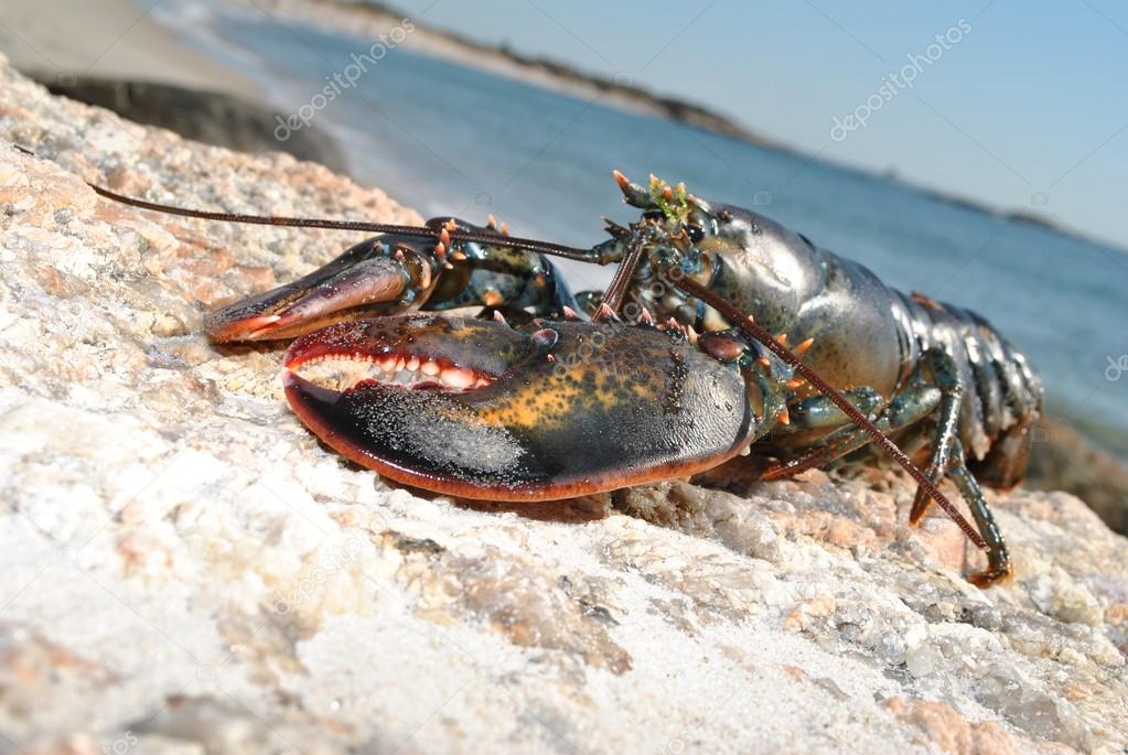 Lobster Sunning on a Rocky Beach
