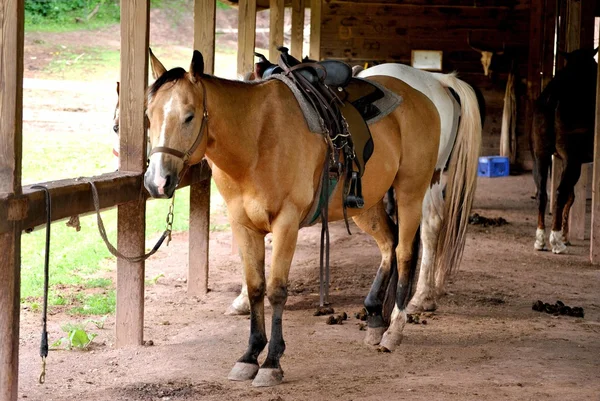 Caballo en establo — Foto de Stock