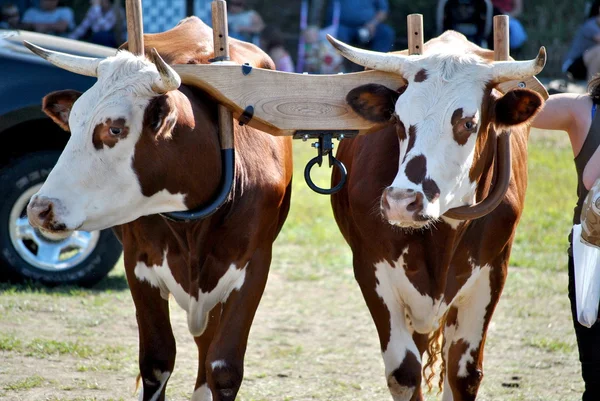 Working Oxen — Stock Photo, Image