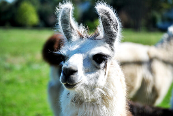 White Alpaca