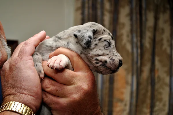 Great Dane Puppy — Stock Photo, Image