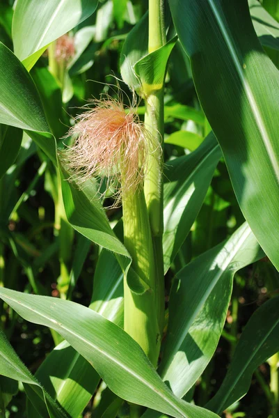 Крупный план кукурузного початка, растущего на кукурузном поле — стоковое фото