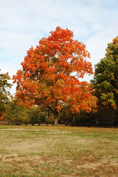 Árvore de outono colorida brilhante em um parque — Fotografia de Stock