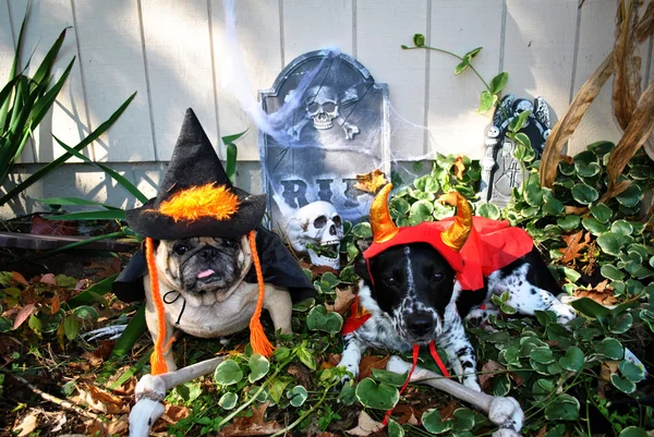 Halloween erwischt, wie sie die Knochen ausgraben — Stockfoto