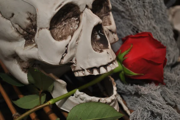 Skull with Long Stemmed Rose