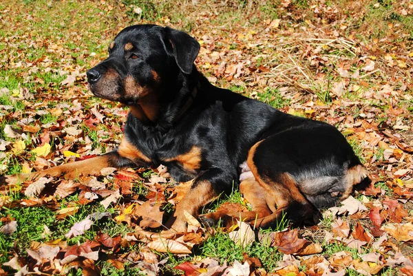 Antiguo Rottweiler acostado en las hojas de otoño —  Fotos de Stock