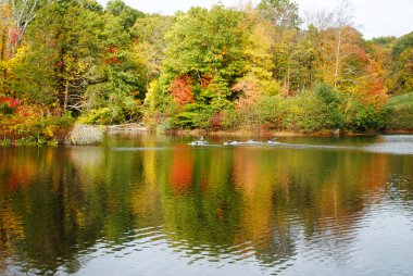 Bir su birikintisi üzerinde renkli sonbahar yaprakları yansıma