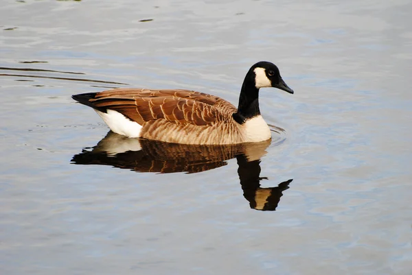 Perfect Canadian Goose Swimming with a Reflection in the Water — Stock Photo, Image