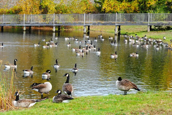 Muchos gansos canadienses en un estanque durante el otoño —  Fotos de Stock