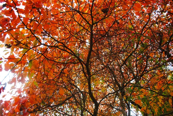 秋のシーズン中に大きな木を見上げてください。 — ストック写真