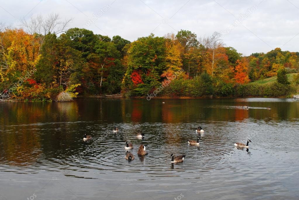 Autumn Pond with Canadian Geese Swimming