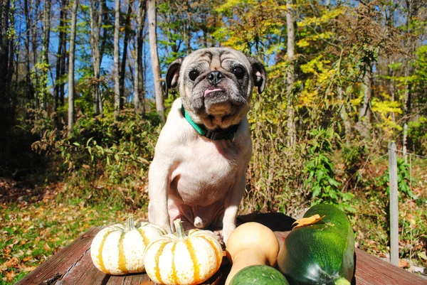 Oude Pug met een verse val oogst — Stockfoto