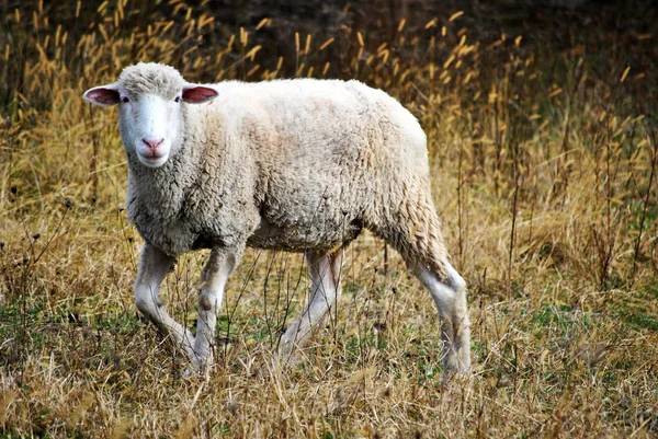 Bianco pecora a piedi — Foto Stock