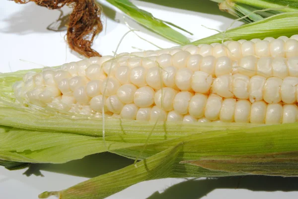 Una sola oreja de maíz blanco en la mazorca — Foto de Stock