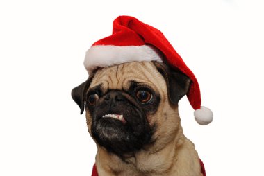 Komik beyaz üzerinde Noel Baba şapkası giyen Pug karşı karşıya.
