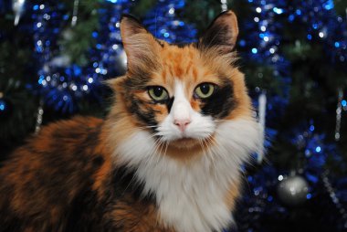 Dekore edilmiş bir Noel ağacı önünde alaca kedi