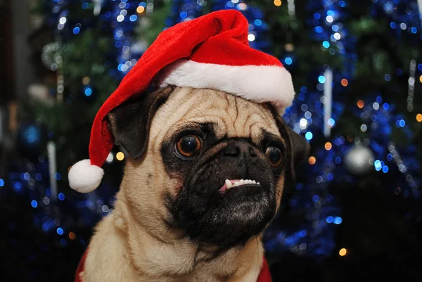 Noel Baba şapkası giyen Noel Pug — Stok fotoğraf