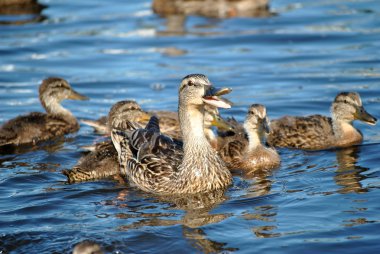 Ördek ve yaz okyanus