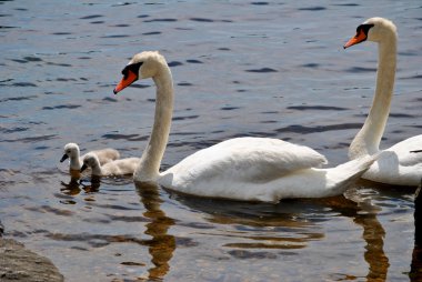 Mute swan aile