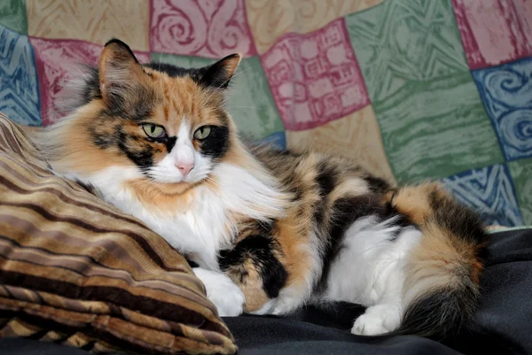 Kuningatar Calico kissan — kuvapankkivalokuva