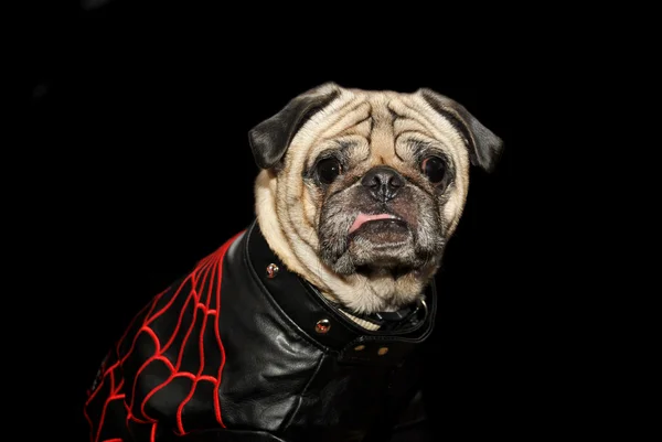 Old Pug in Leather — Stock Photo, Image