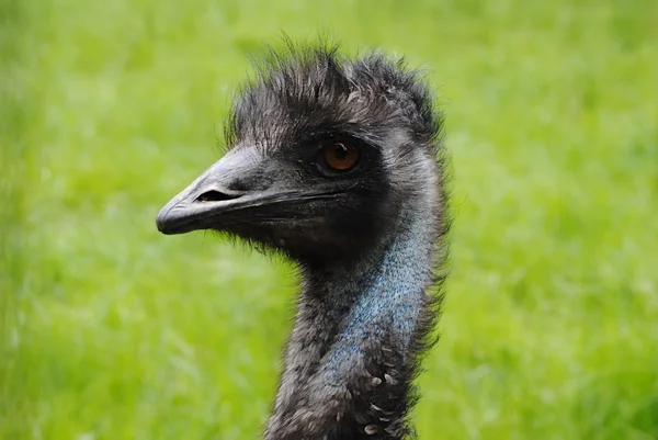 EMU huvud — Stockfoto