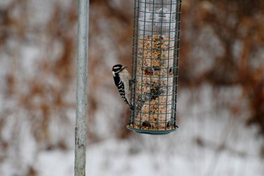 Tiny Woodpecker Feeding with a Wintery Background clipart