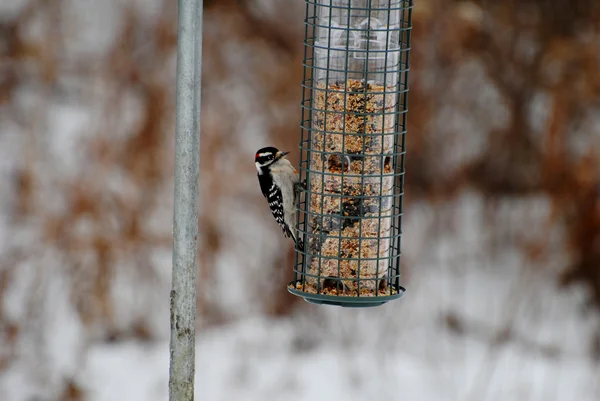 Tiny Woodpecker Feeding with a Wintery Background — Stock Photo, Image