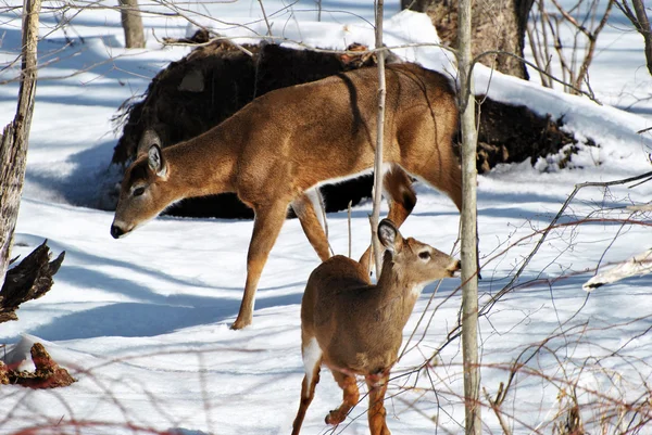 Mama Deer avec un ennemi en Med-hiver — Photo