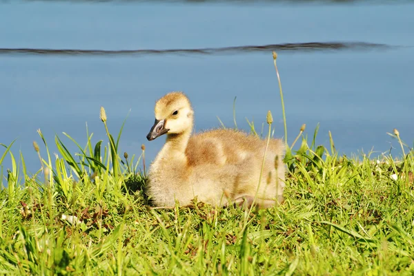 芝生で休んで赤ちゃんカナダ Goosling — ストック写真