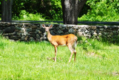 Vahşi bir beyaz kuyruk geyik