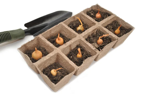 Bulbi di cipolla piantati in vasetti di torba con una pala — Foto Stock