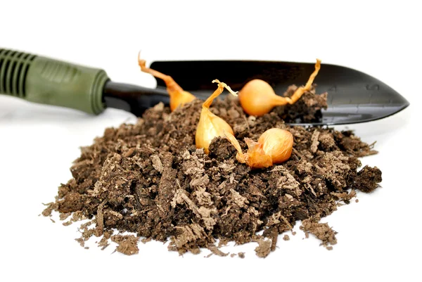 Onion Bulbs in with a Spade — Stock Photo, Image