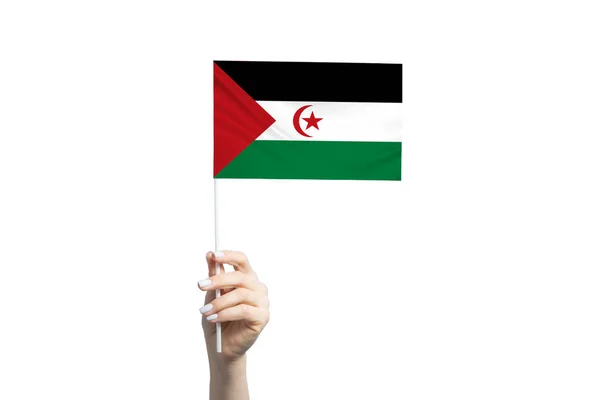 Beautiful Female Hand Holding Western Sahara Flag Isolated White Background — Stock Photo, Image