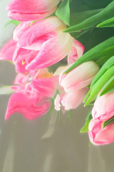 Розовые цветы тюльпана — стоковое фото