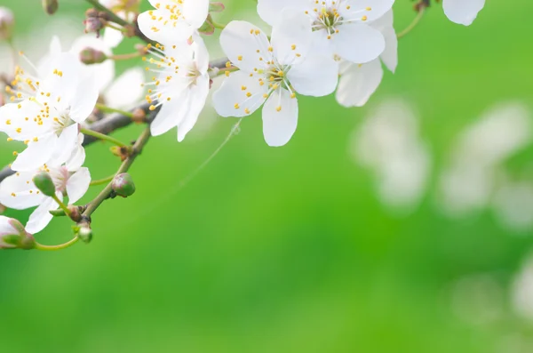 봄 나무 꽃 — 스톡 사진