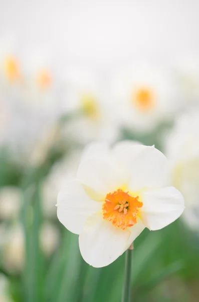 Narcissus flower macro — Stock Photo, Image