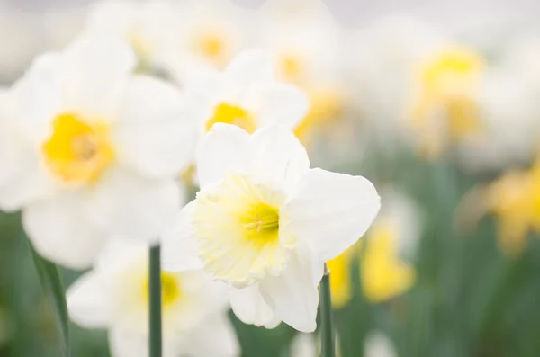 Narcissus flower macro — Stock Photo, Image