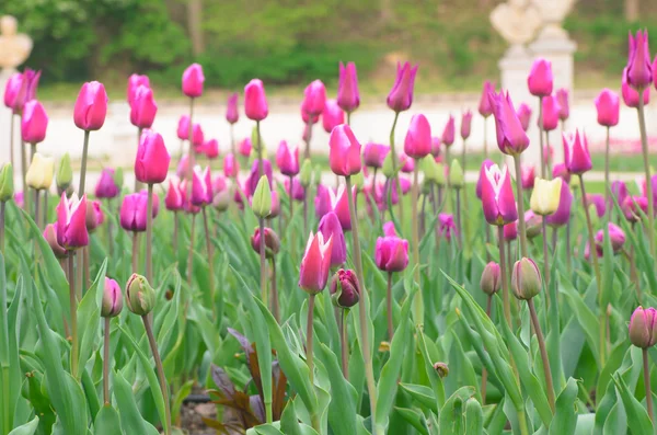 Tulips in park — Stock Photo, Image