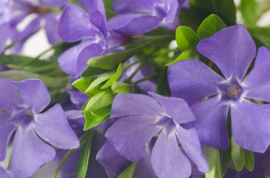 Bahar Menekşe çiçek demet