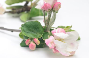 elma ağacı çiçek makro