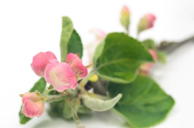 elma ağacı çiçek makro