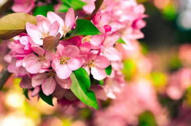 Bahar elma çiçeği